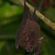 Illustration for article titled Bats in India Have Found a New Home on Coffee Plantations